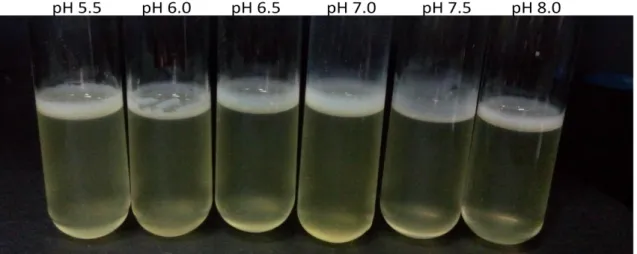 Şekil 4.20. E. coli ATCC 35218 suşunun farklı pH değerlerine sahip ortamda biyofilm  oluşumu 