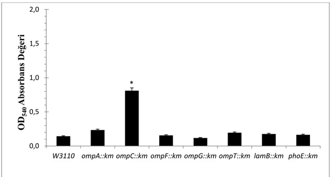 Şekil  4.22. E. coli W3110 ve porin mutantların pH 6.0 LB broth  besiyerinde biyofilm  oluşum grafiği