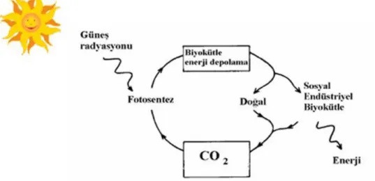 Şekil 2.9. Biyokütle enerji dönüşümü (YEGM, 2016). 