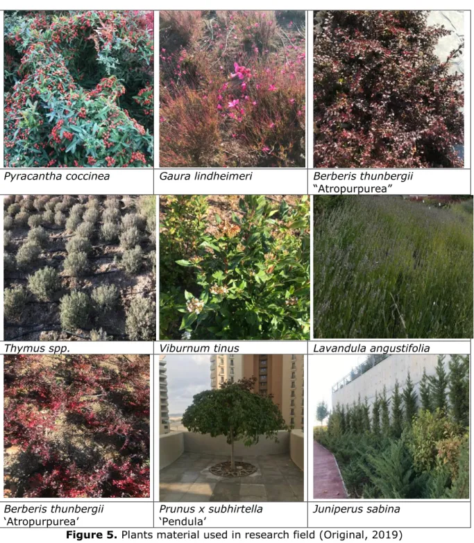 Table 2. Samples of plant material used in the research field (Original, 2019) 