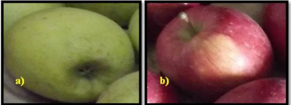Şekil 7.1.Araştırma hammaddeleri elma türleri  a) Lutz Golden b) Staking Delicious. 