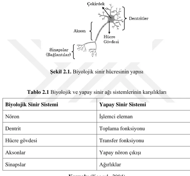 Şekil 2.1. Biyolojik sinir hücresinin yapısı 