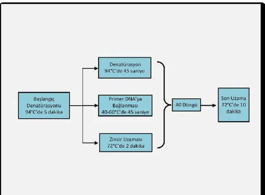 Şekil 3.3. PCR protokolü. 