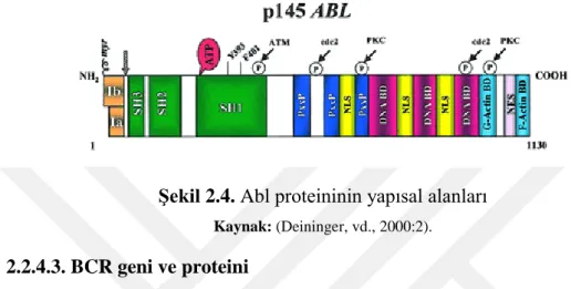 Şekil 2.4. Abl proteininin yapısal alanları  