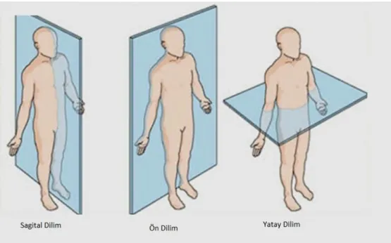 ġekil 2.3.Anatomik Düzlemler (Doğan,2014)