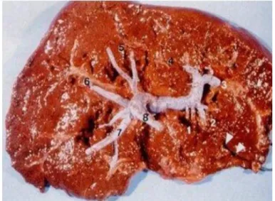ġekil 2.6. Karaciğer anatomisi(Lafortune,vd., 1991) 
