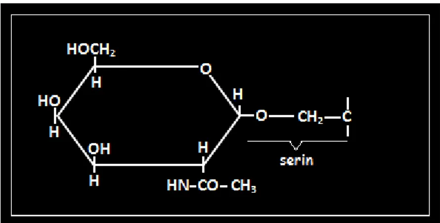 Şekil 1.2. Bir O-bağlı glikoprotein (N asetil galaktozaminin serine bağlanması)   (Ünübol ve Ünsal,2010)