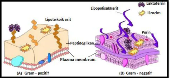 Şekil 1.7. Lf’nin antibakteriyal aktivitesinin mekanizması. (A) Gram-pozitif bakteri: Lf  hücre duvarında negatif yüklü moleküllerle örneğin lipoteikoik asitle reaksiyona girerek  hücre duvarının yükünü nötralize eder ve lizozim gibi diğer antimikrobiyal b