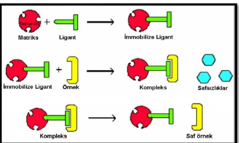Şekil 1.9. Afinite kromatografisinin temel prensibi  (http://protein.ege.edu.tr ,31/05/2014 Saat 01.18)