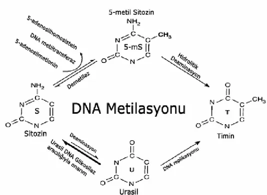 Şekil 2.1. Sitozin metilasyonu, demetilasyonu, sitozin ve 5-metilsitozin mutagenezi için 