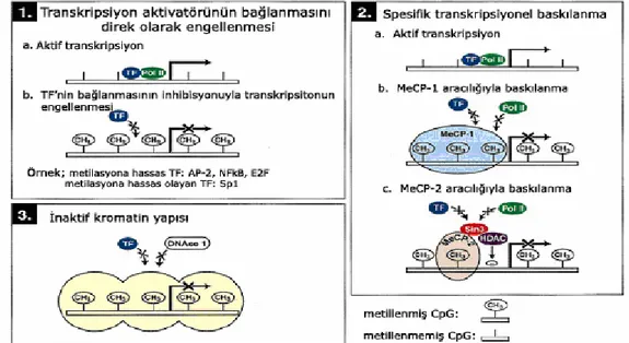 Şekil  2.3.  Sitozin  metilasyonu  aracılığıyla  transkripsiyonel  susturulma  mekanizmaları 