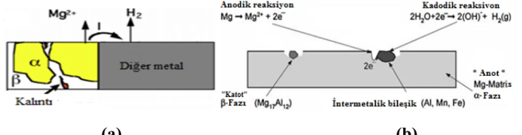 Şekil 3.1. Mg-Al alaşımlarının bazı fazları arasında tipik galvanik korozyonun şematik 