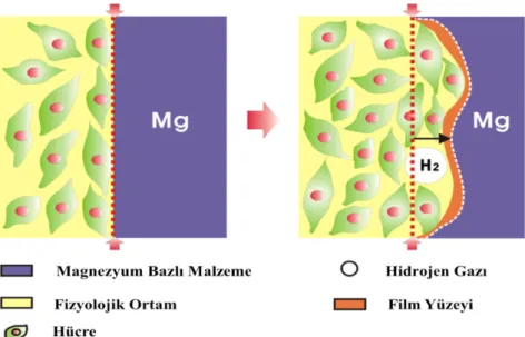 Şekil 3.2. Mg-bazlı malzeme ve biyo-ortam arasındaki dinamik ara yüzü (Wu vd., 2013). 