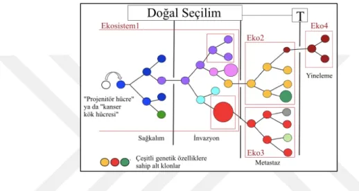 Şekil  1.2.  Kanserde  klonal  evrimin  şematize  edilişi.  Projenitör  ya  da  kanser  kök  hücresi  adı  verilen  tekli  hücrede  başlayan  değişim  sonucu  oluşan  farklı  genetik  yapılara  sahip  ekosistemler  (Ekosistem1,  Eko2,  Eko3  ve  Eko4)  ve 