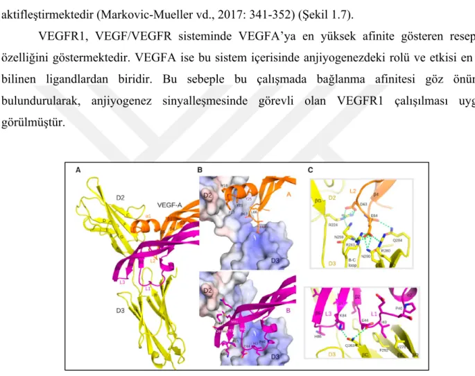 Şekil 1.7. A) D2 ve D3 immunoglobulin homoloji bölgelerinin animasyon görüntüsü (reseptör bölgeleri sarı olarak  gösterilmiştir)