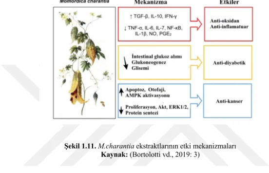 Şekil 1.11. M.charantia ekstraktlarının etki mekanizmaları  Kaynak: (Bortolotti vd., 2019: 3) 