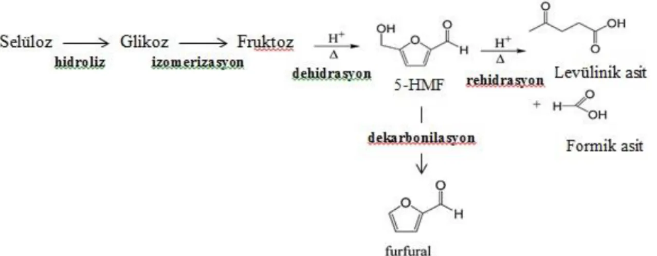 Şekil 2.5. Selülozun glikoz, HMF ve diğer yan ürünlere dönüşüm mekanizması. 