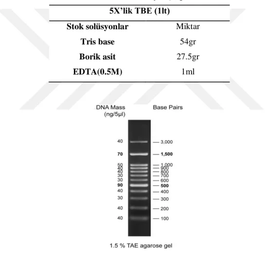 Tablo 2.4. TBE tampon içeriği 