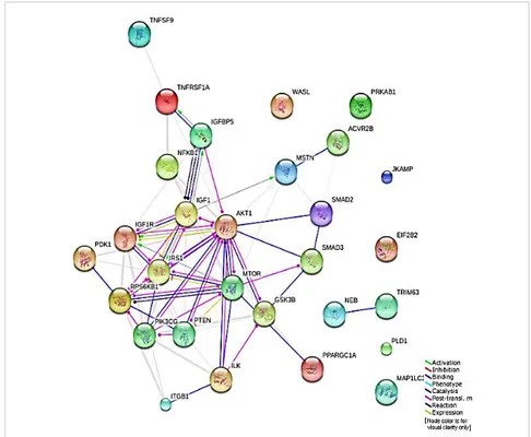 Şekil 2.1. IGF-1-AKT sinyal yolağı (Pathway Unification Database/PathCards, 2018). 