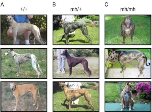 Şekil  2.5.  Üç  olası  genotipin  herbiri  ile  “Kabadayı”  yarış  köpeklerinin 