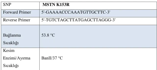 Çizelge 3.3. MSTN rs1805086 için kullanılan primerler. 