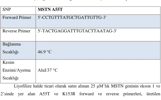 Çizelge 3.4. MSTN geni rs1805065 için kullanılan primerler. 
