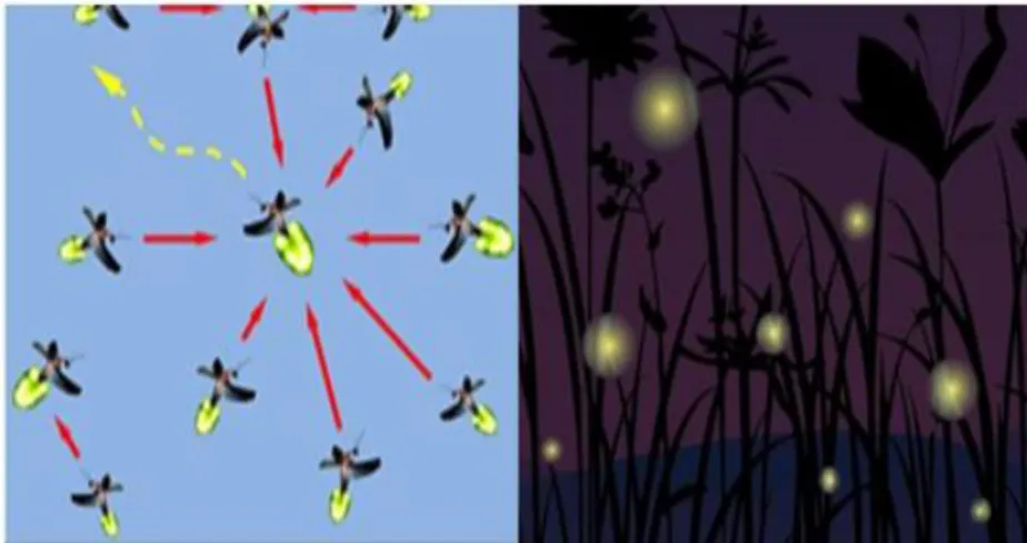 Şekil 2.5. Ateş böceği algoritması (Ateş Böceği Algoritması, 2014). 