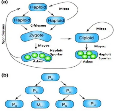 Şekil  1.7.  a)  S.  pombe  haploit  yaşam  döngüsü.  b)  Çiftleşme  paternleri  gösterimi  (s:  switchable,  u  :  unswitchable)  (Dalgaard,  J.Z