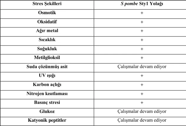 Çizelge 1.2. S. pombe Sty1 yolağı kullanımı. 