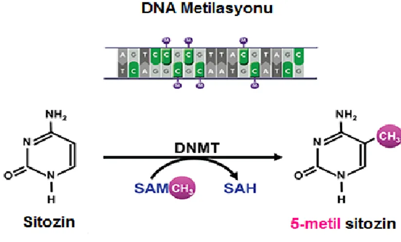 Şekil 2.4. DNA metilasyonunun şematik gösterimi (Zakhari, 2013).  2.7.3.1  DNA metil transferaz inhibitörleri (DNMTi) ve tedavi 