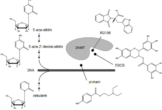 Şekil 2.5. DNMT inhibitörleri ve mekanizmaları (Nükleosid analogu olan 5-aza-sitidin, 