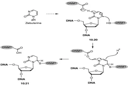 Şekil 2.6.  Zebularinin DNMT inhibisyon mekanizması (Evendano, vd., 2015). 