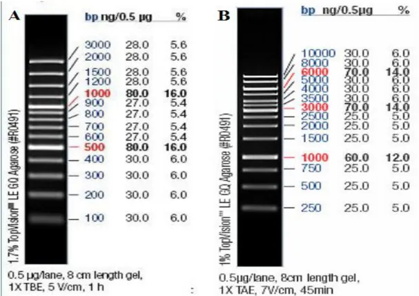Şekil 2.2. A) Fermantas gene ruler 100 bp DNA ladder plus. B) Fermentas gene ruler 1 