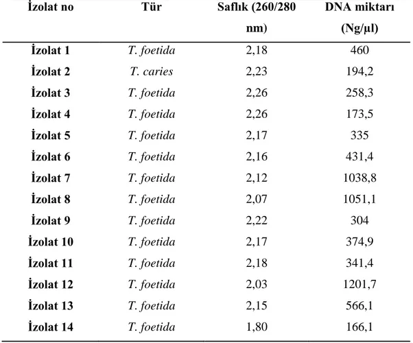Çizelge  3.1.  Tilletia  sp  'den  izole  edilmiş  genomik  DNA'ların  miktar  ve  saflık  ölçüm 
