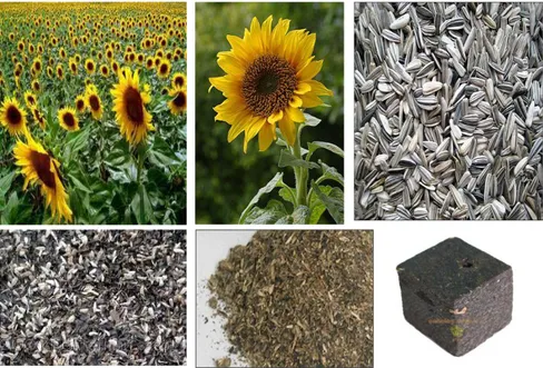 Şekil 6.4. Ayçiçeği (Helianthus annuus)  Hammaddeye Uygulanan Analizler 