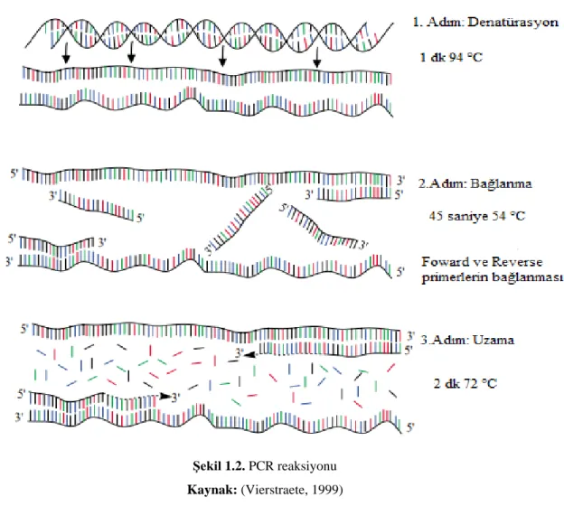 Şekil 1.2. PCR reaksiyonu  Kaynak: (Vierstraete, 1999) 