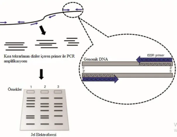 Şekil 1.4. ISSR primeri kullanarak PCR amplifikasyonu Kaynak: (Wei ve Tan., 2015: 31) 