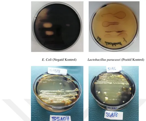 Şekil 4.5. Seçilen İzolatların Nişasta Enzim Test Sonuçlarının Örnek Petri Görüntüleri 