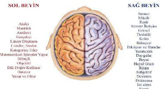 Şekil 2: Beynin Sağ ve Sol Lobunun İşlevleri