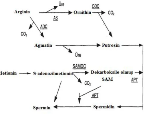 Şekil  2.  1.  Poliamin  biyosentez  yolları.  AS:  Arginaz,  ODC:  Ornithindekarboksilaz,   