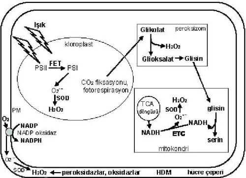 Şekil  2.  6.  Mezofil  hücrelerinin  farklı  hücresel  bölmelerinde  C3  fotosentezi  sırasında 