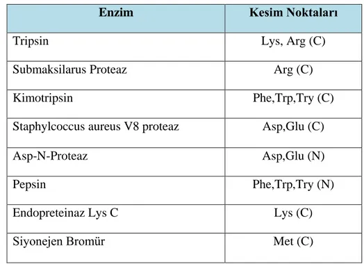 Çizelge  3.2.  Polipeptid  zincirlerini  spesifik  noktalardan  ayıran  enzimler  ve  kesim  noktaları (www.erzurum.edu.tr/MKBY II-716323.pdf)