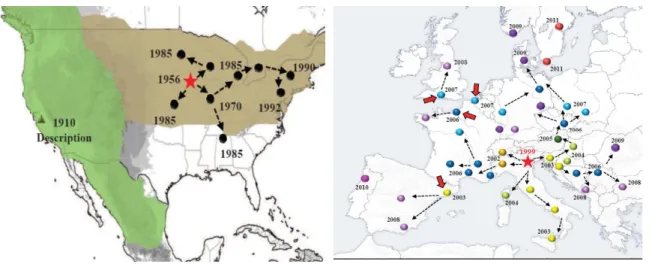 Figure 3. Distribution in USA and Europe (Leiseur et al., 2014) 