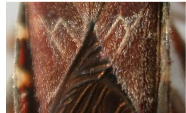 Figure  5.  Characteristics  zigzags  on  wings  (S.Parlak) 
