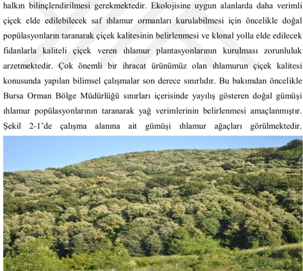 Şekil 2.1 : Bursa OBM sınırları içerisinde yayılış gösteren gümüşi ıhlamur ağaçları. 
