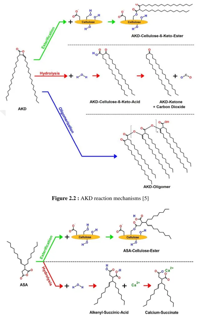 Figure 2.2 : AKD reaction mechanisms [5] 