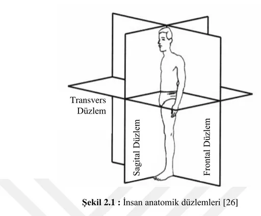 Şekil 2.1 : İnsan anatomik düzlemleri [26] 