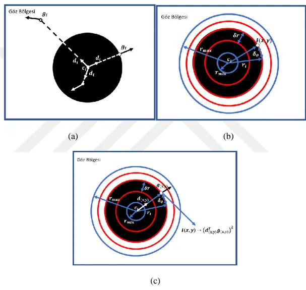Şekil  3.3  :  Faydalanılan  göz  merkezi  belirleme  yöntemlerinin  ve  tezde  önerilen  yöntemin  tarama bölgeleri:  (a) Timm ve Barth tarafından önerilen metot  için, (b) J