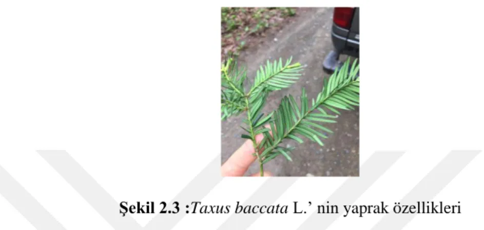 Şekil 2.3 :Taxus baccata L.’ nin yaprak özellikleri 