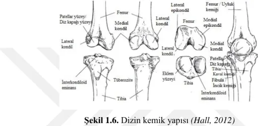 Şekil 1.6. Dizin kemik yapısı (Hall, 2012)  